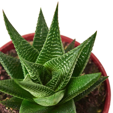 Fairy Washboard Haworthia - Ethereal Company-4" Plant