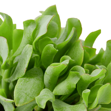 Ripple Jade Succulent - Ethereal Company-Succulent