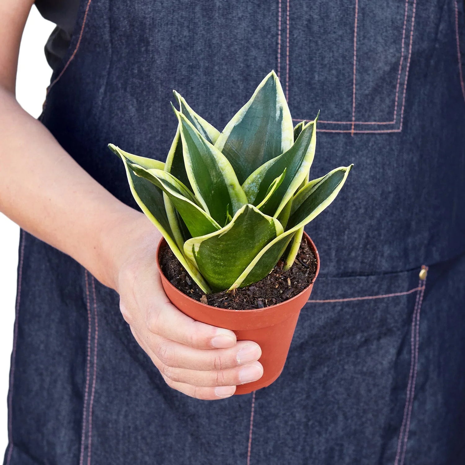 Snake Plant Black Gold - Ethereal CompanyIndoor Plants