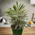 Aralia &