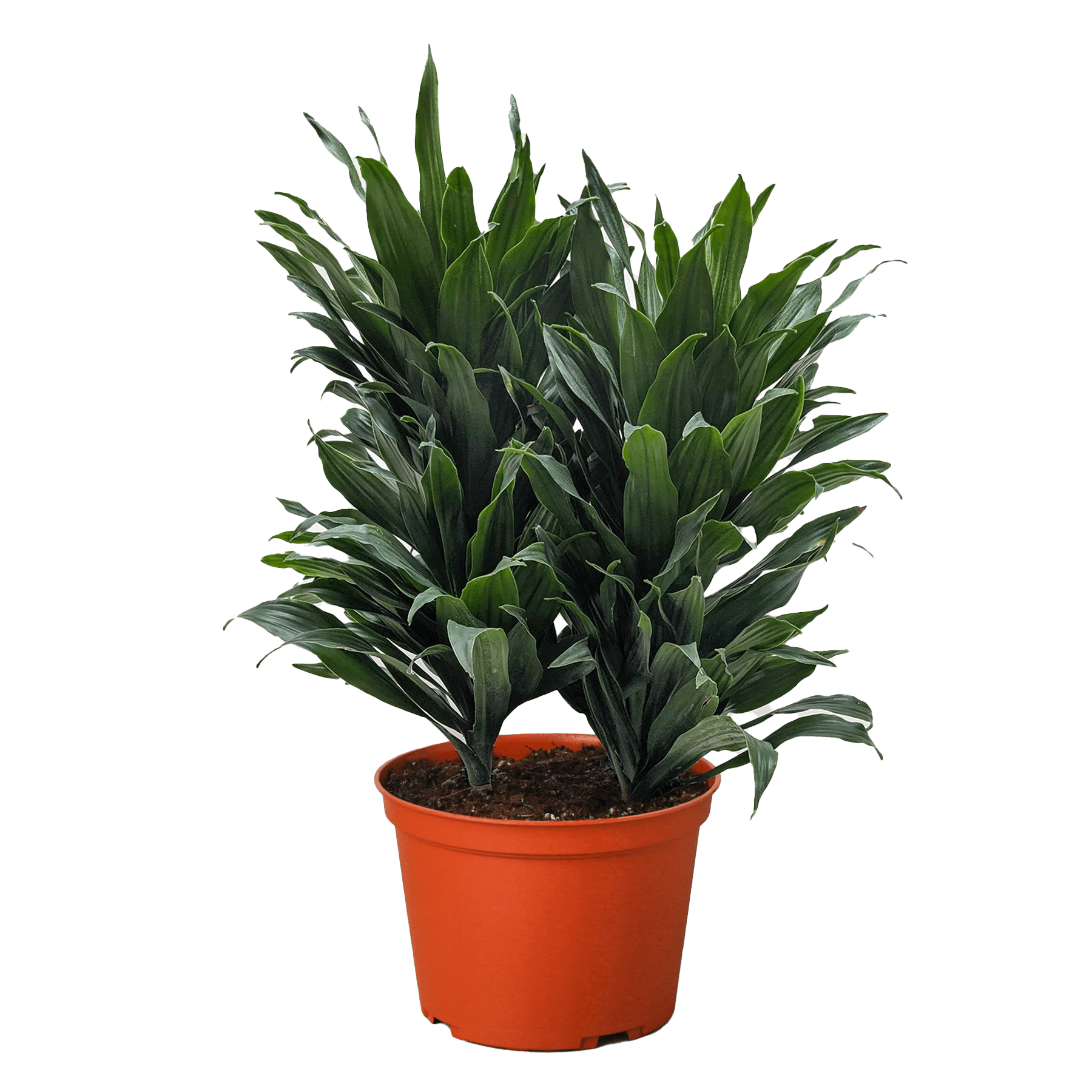Dracaena &
