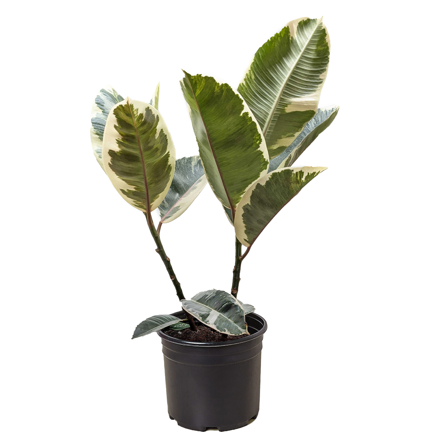 Ficus Elastica &