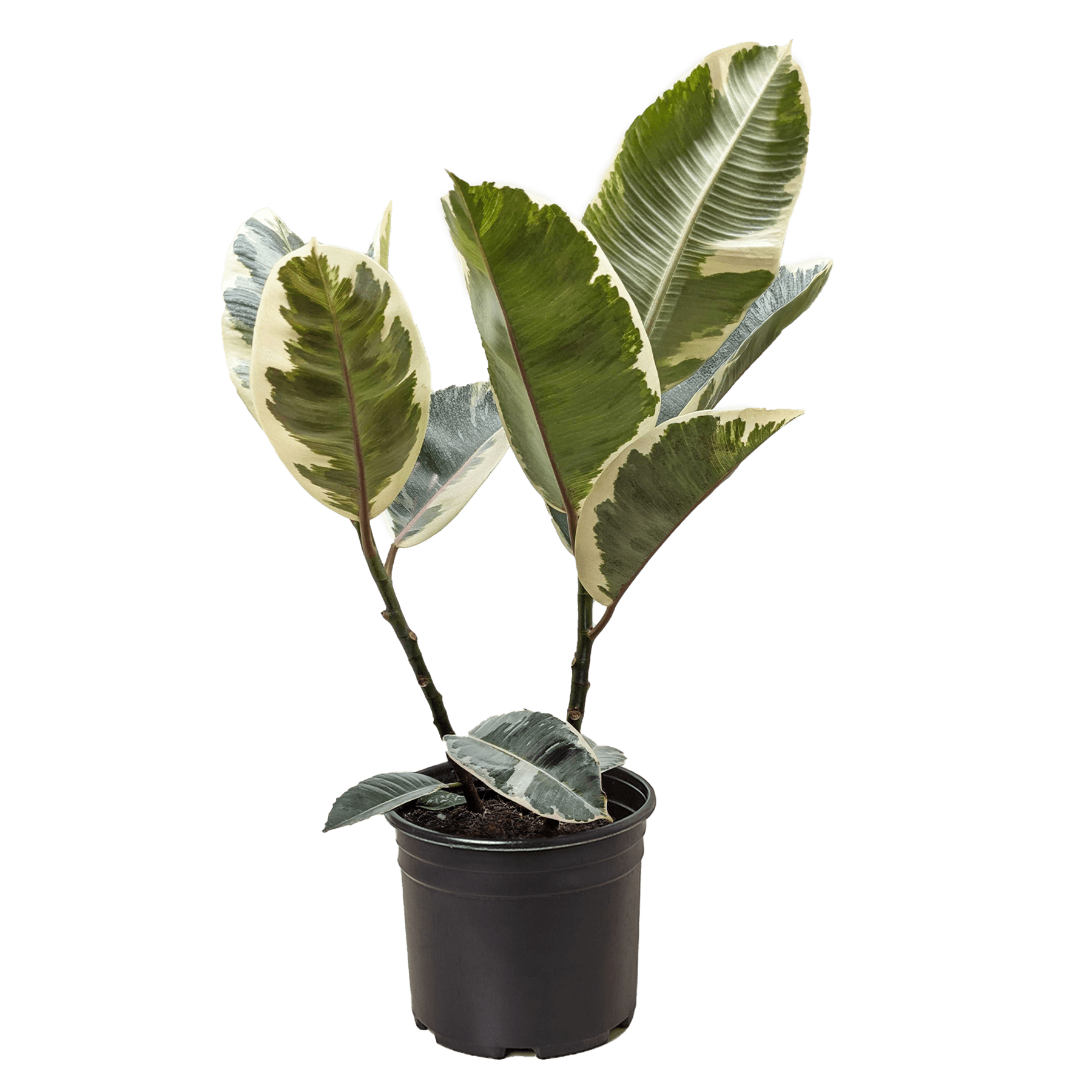 Ficus Elastica &