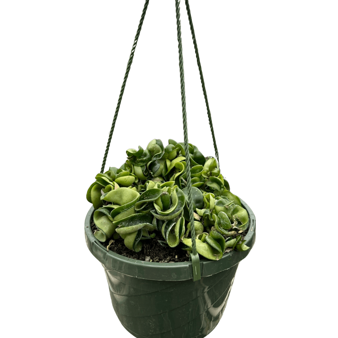 Hoya Rope Plant - Ethereal Company-4" Plant