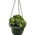 Hoya Rope Plant - Ethereal Company-4" Plant