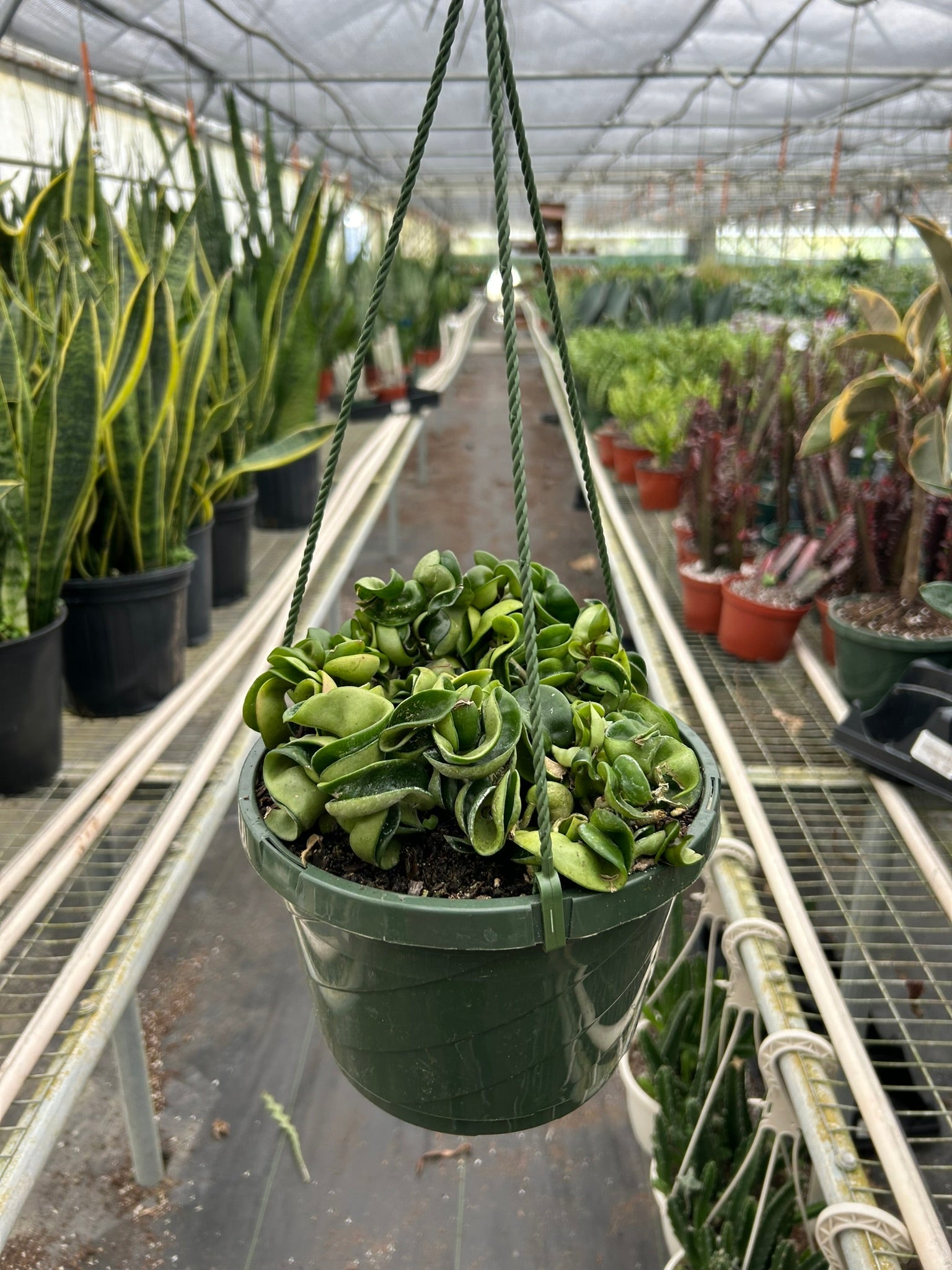 Hoya Rope Plant - Ethereal Company-4" Plant