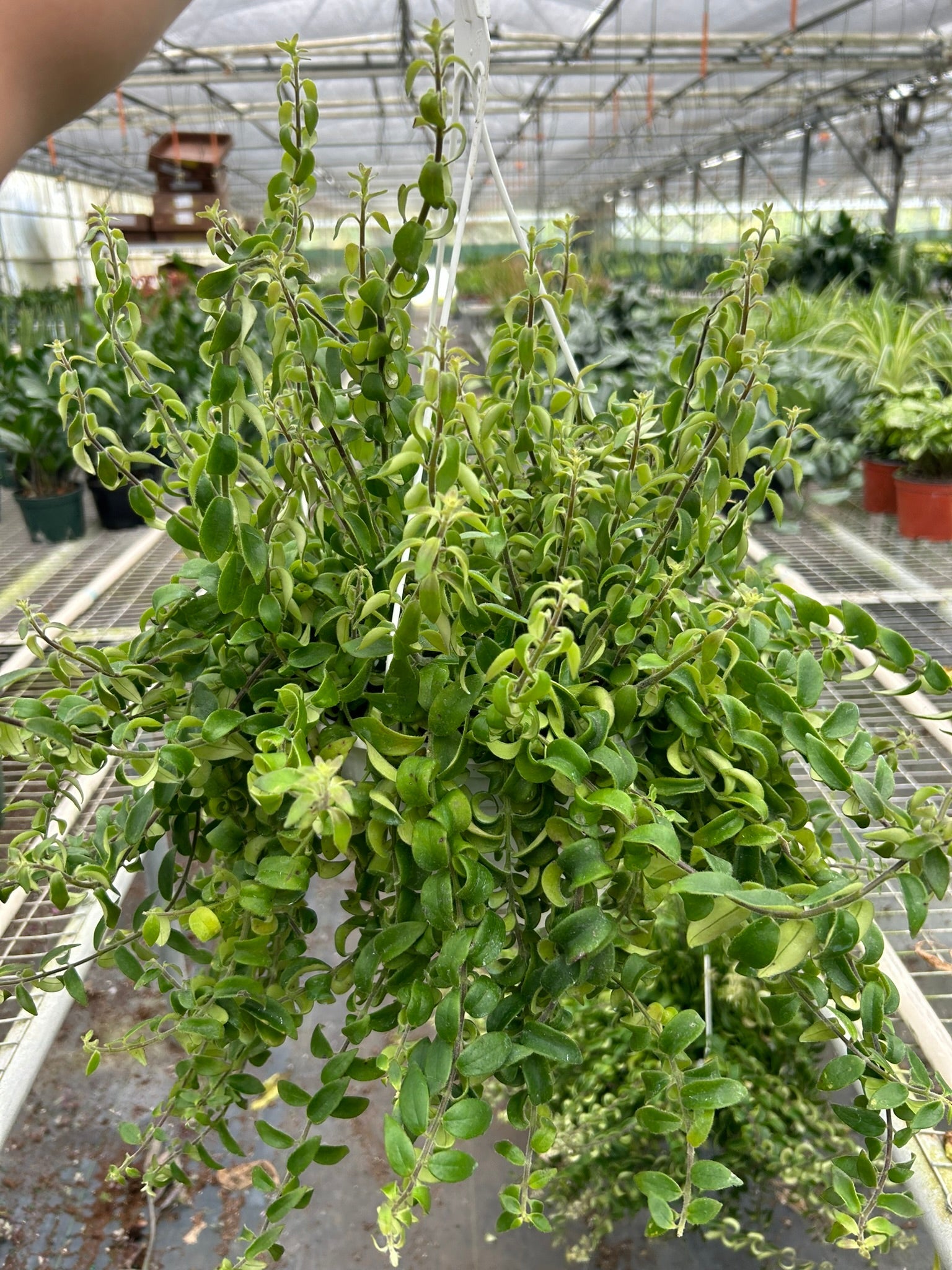 Curly Lipstick Plant - Ethereal Company-Indoor Plants
