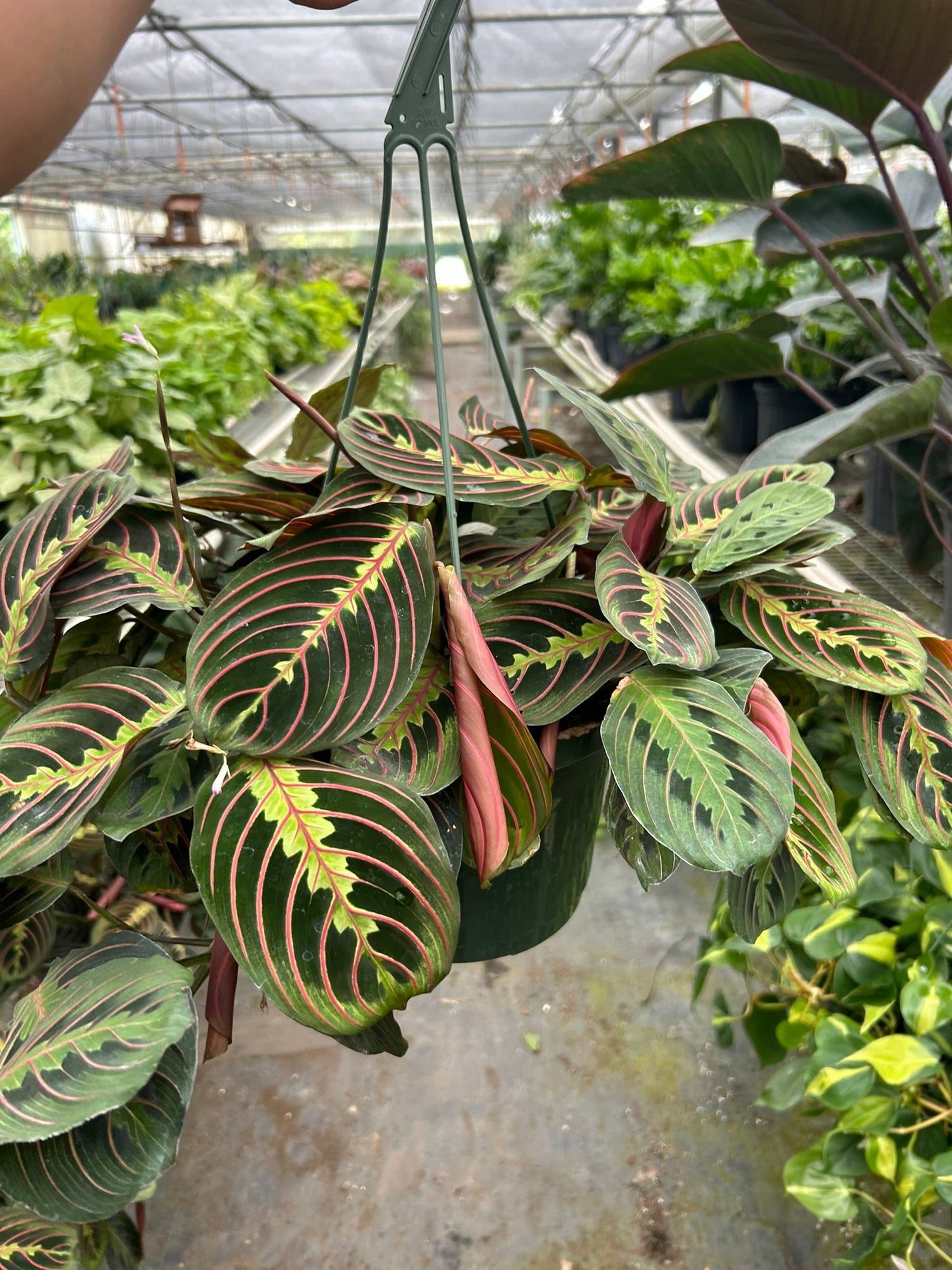 Maranta Red Prayer - Ethereal Company-Default