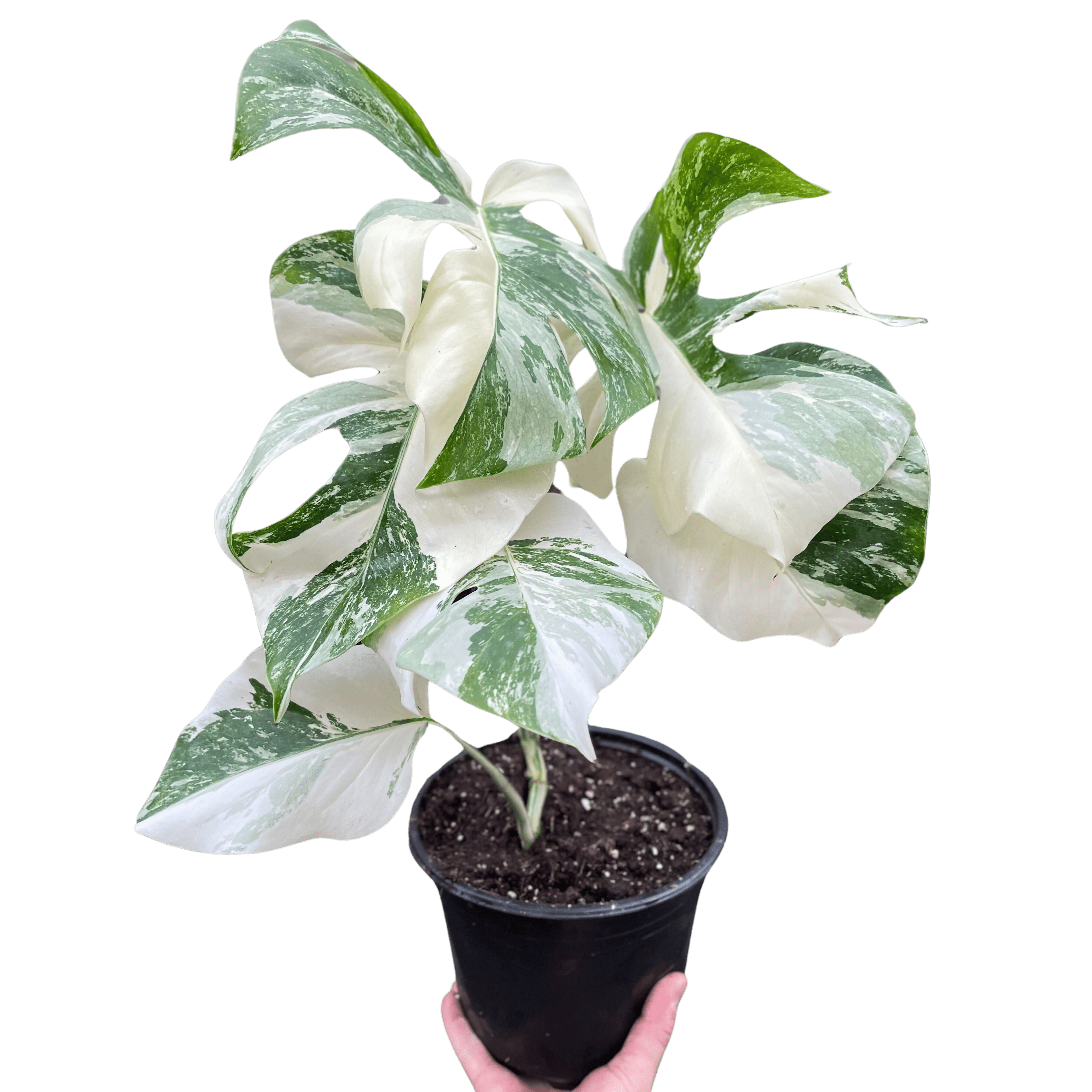 Monstera &