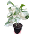 Monstera &
