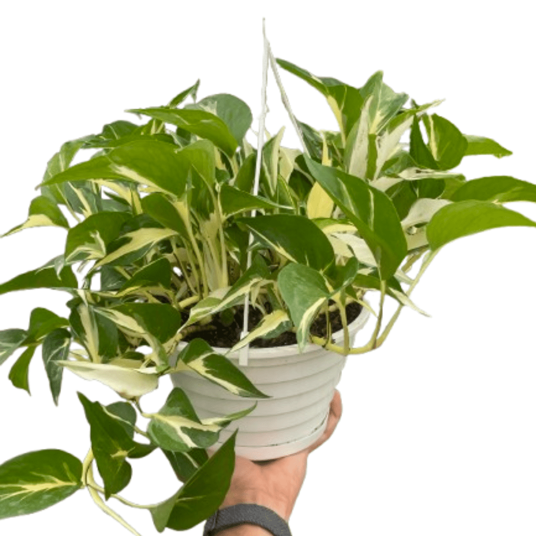 Monstera Mutant Manjula - Ethereal Company-4" Plant (1pk/$2) ($6 Ship/15oz)
