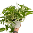 Monstera Mutant Manjula - Ethereal Company-4" Plant (1pk/$2) ($6 Ship/15oz)