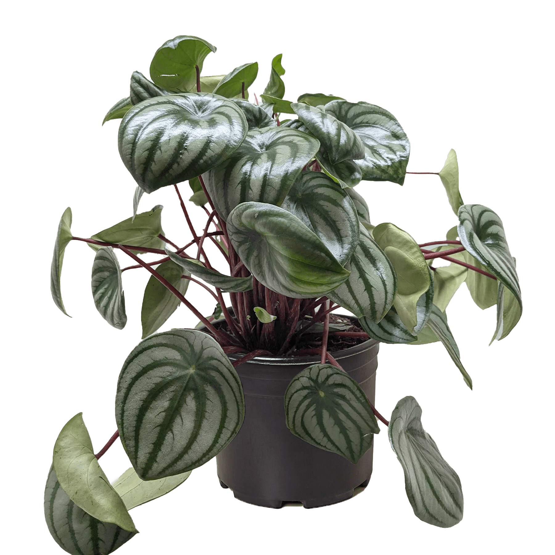 Peperomia Watermelon - Ethereal Company-4" Plant
