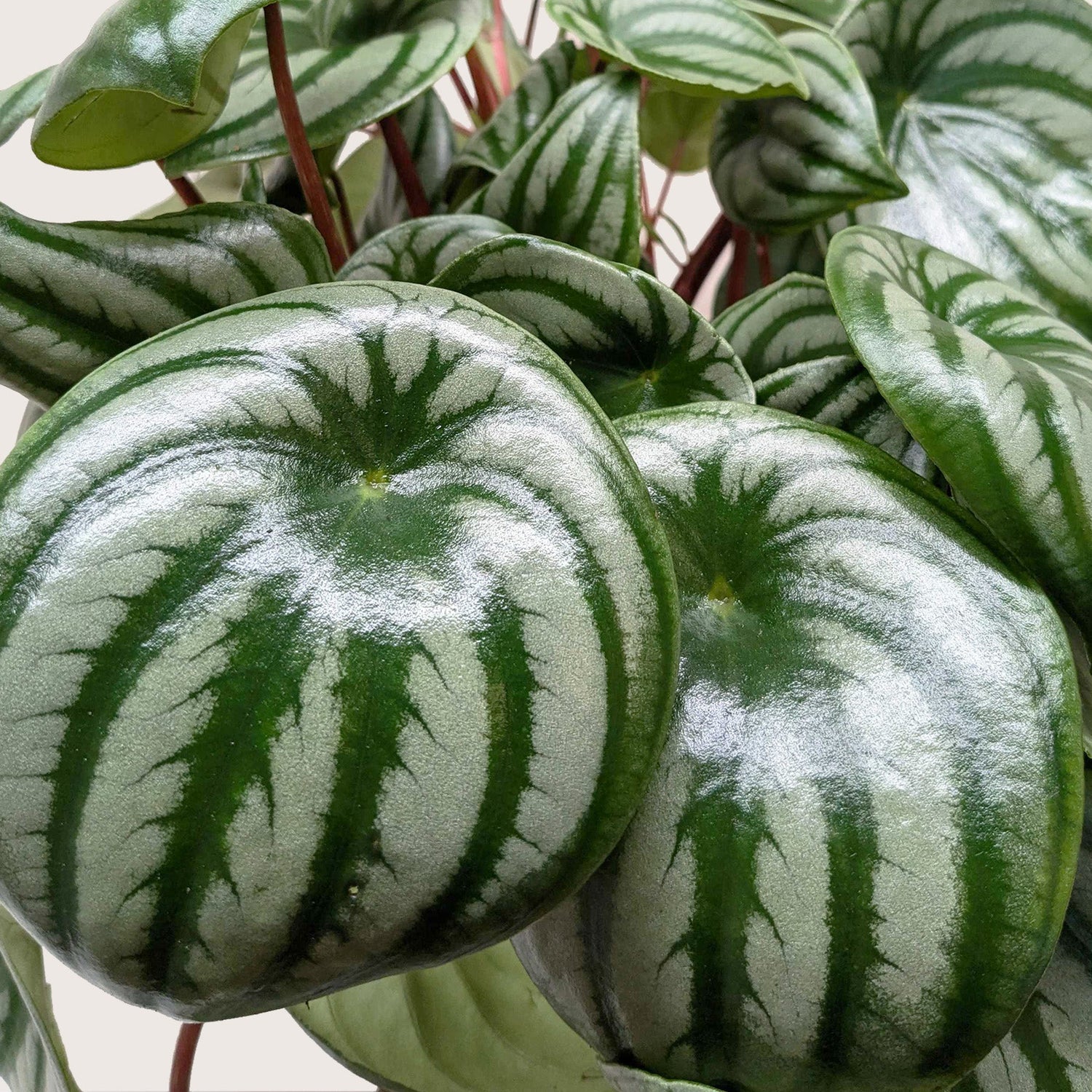 Peperomia Watermelon - Ethereal Company-4" Plant