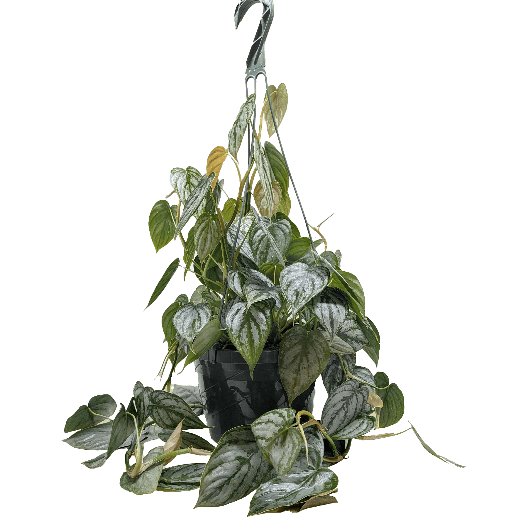 Philodendron &
