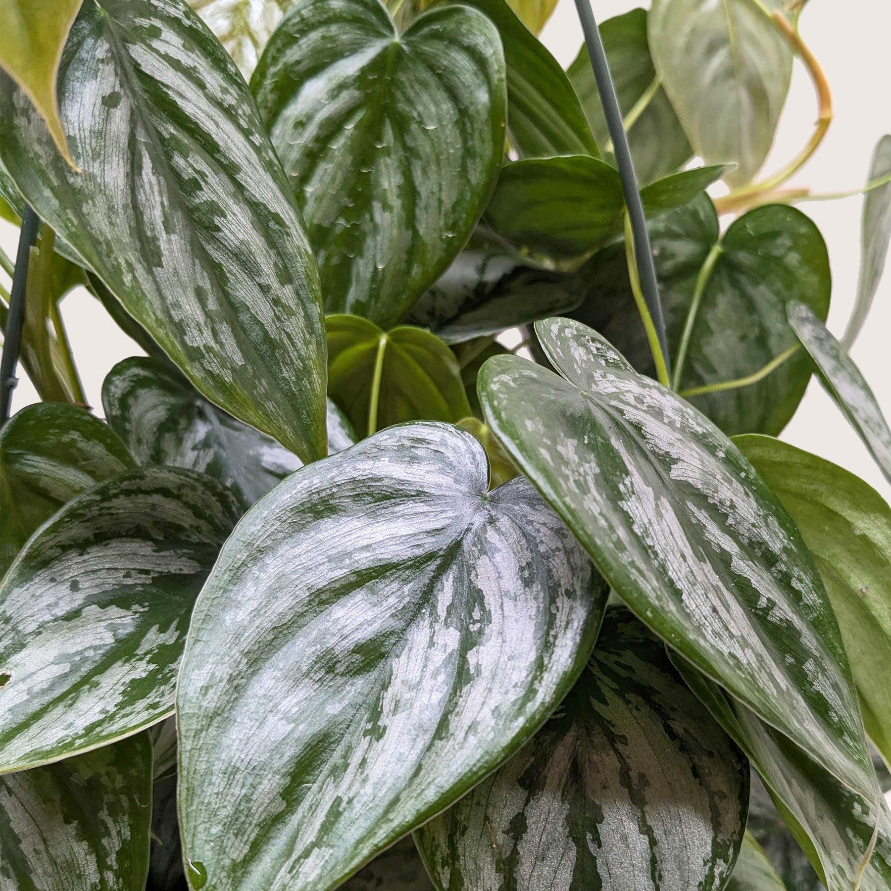 Philodendron &