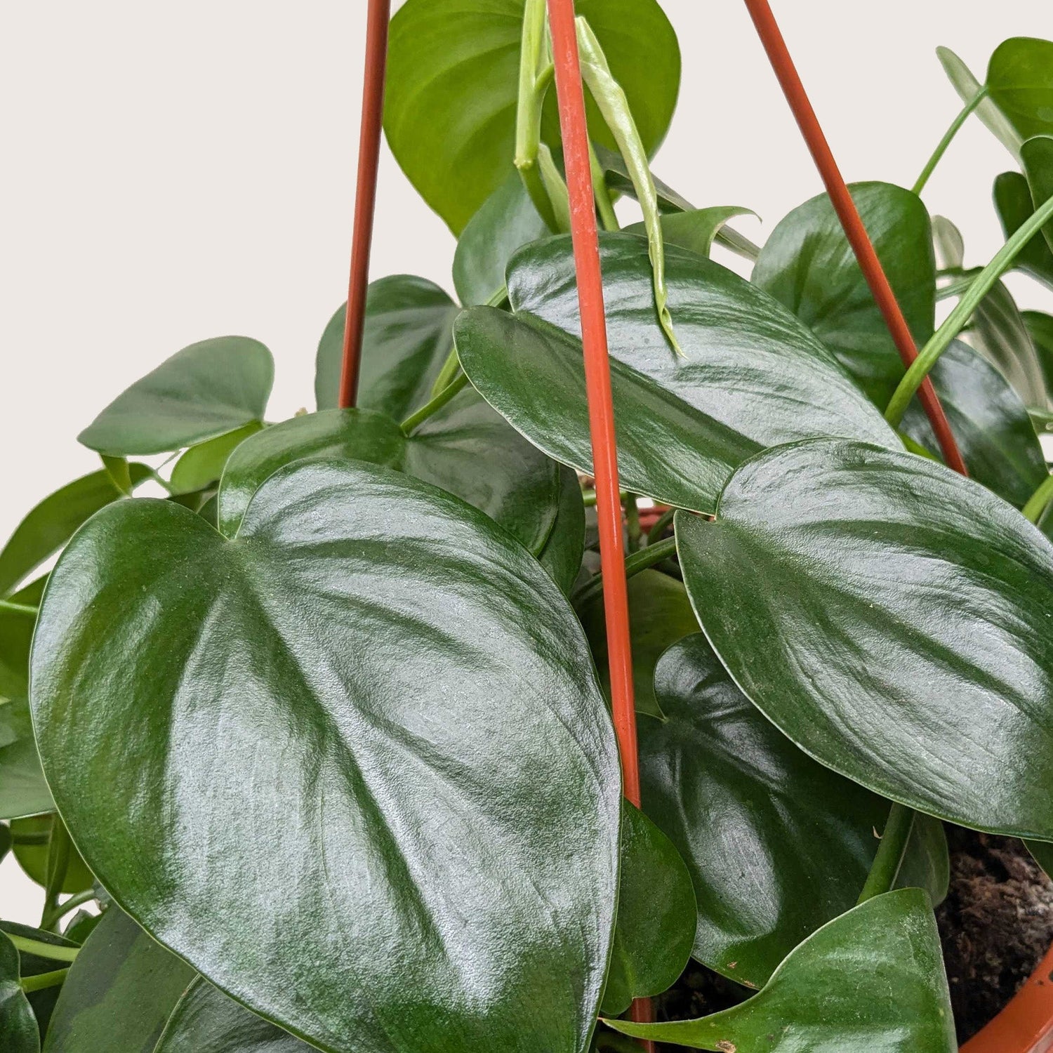 Philodendron Cordatum Heartleaf - Ethereal Company-Indoor Plants