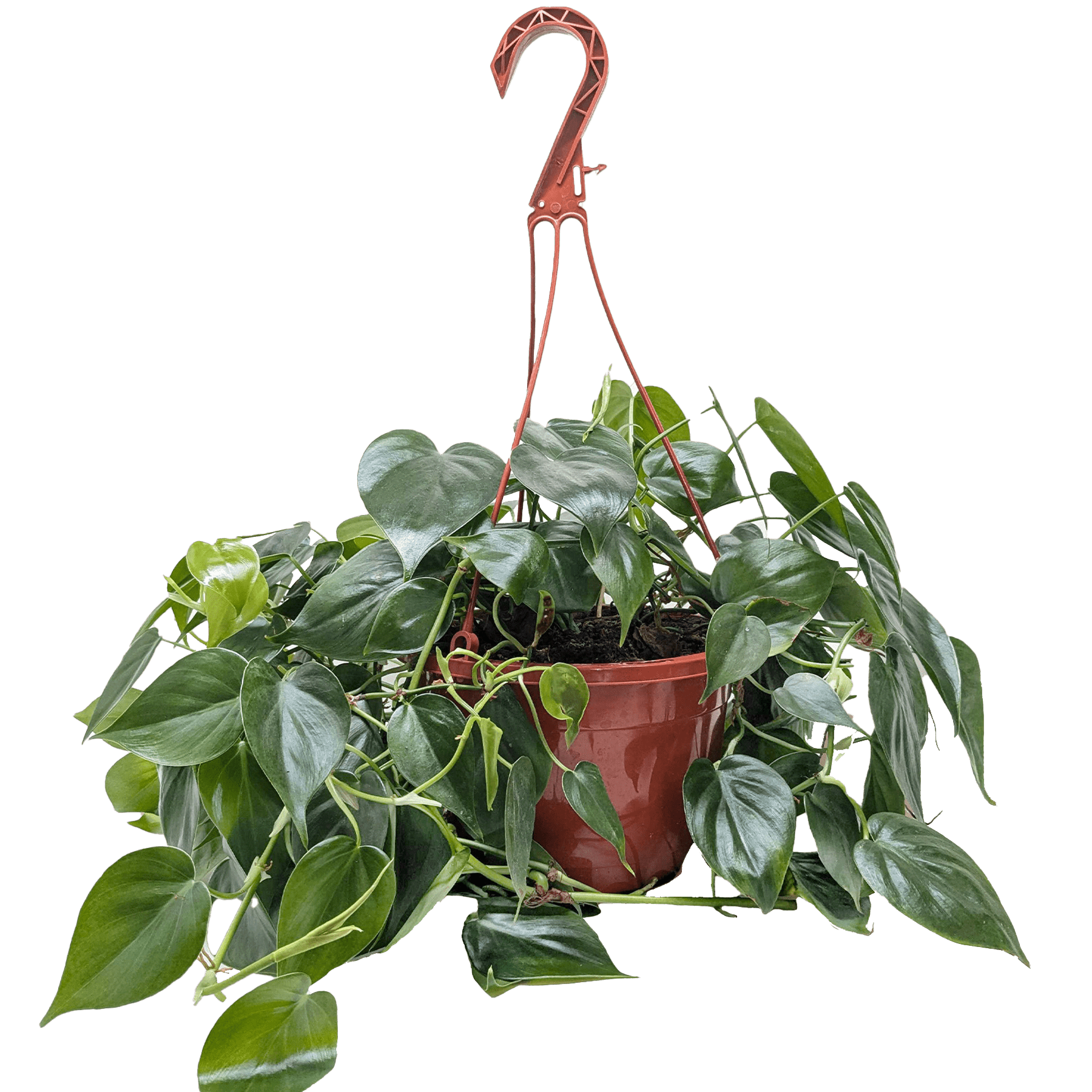 Philodendron Cordatum Heartleaf - Ethereal Company-Indoor Plants