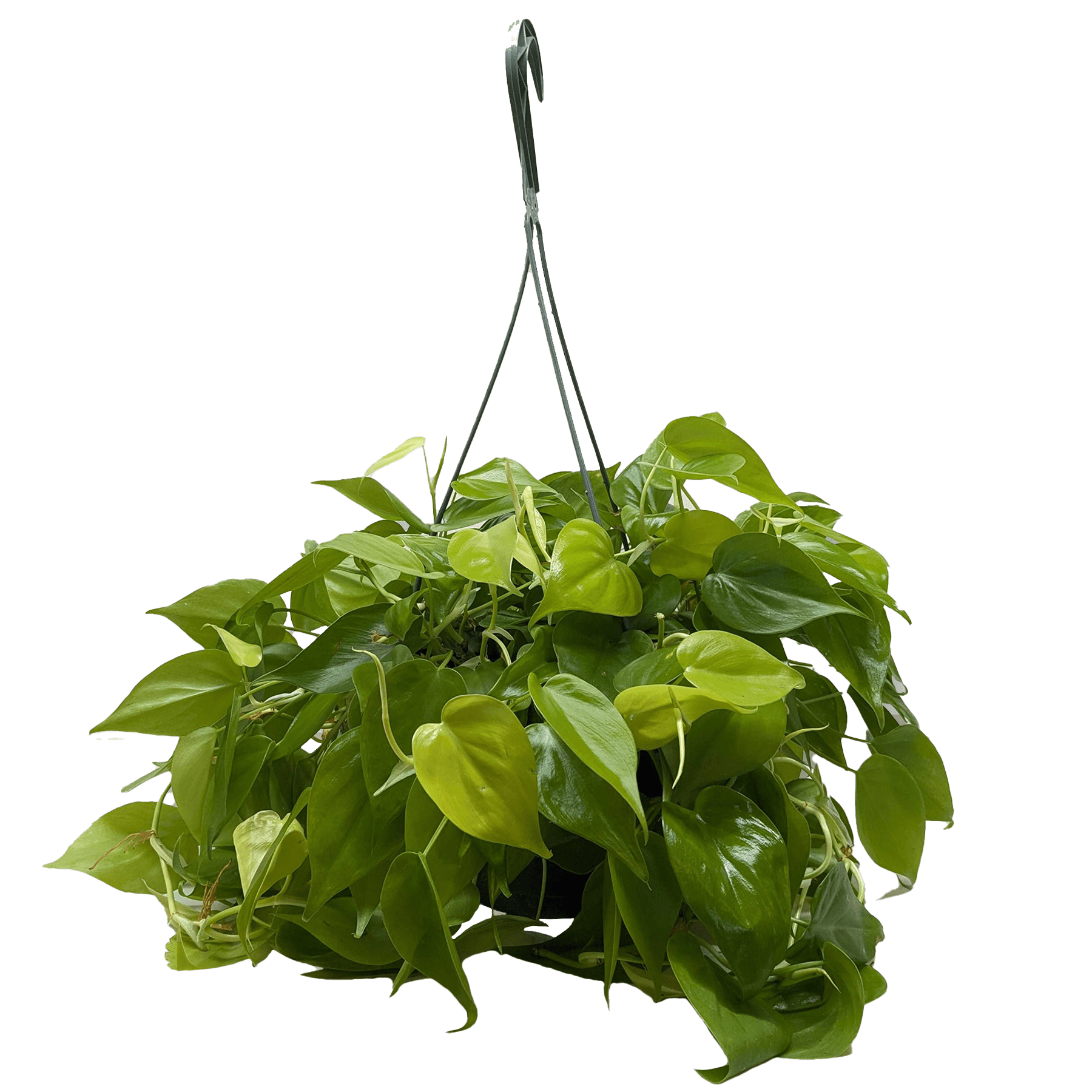 Philodendron &
