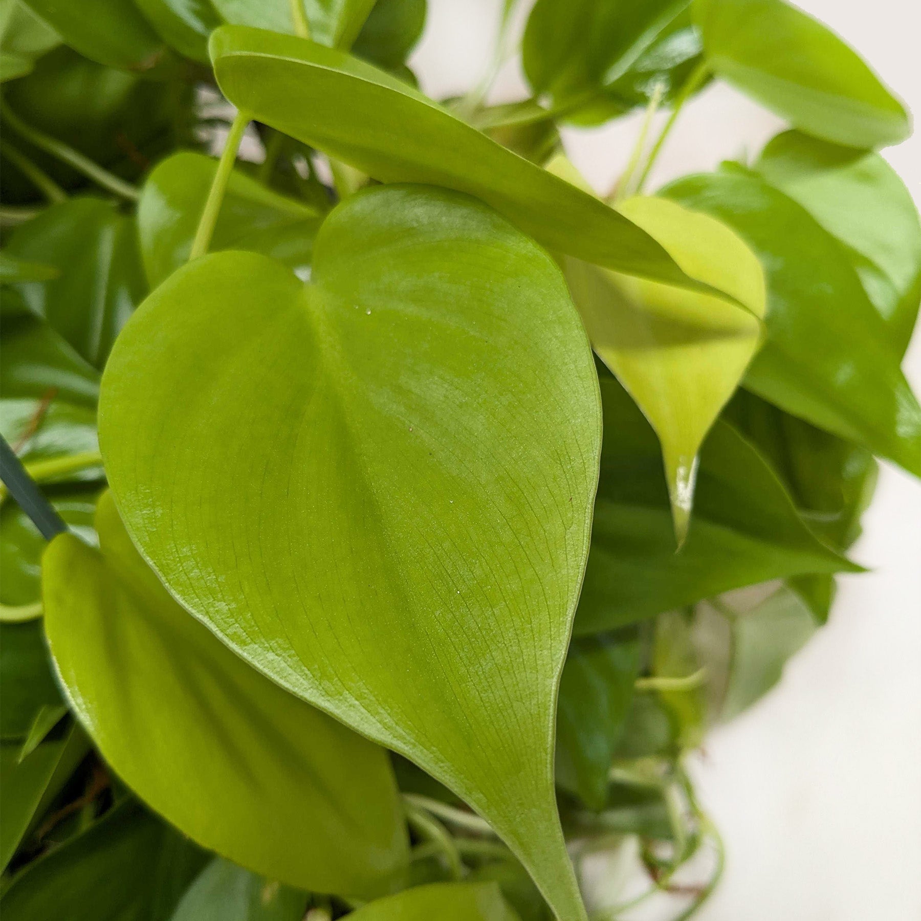Philodendron &