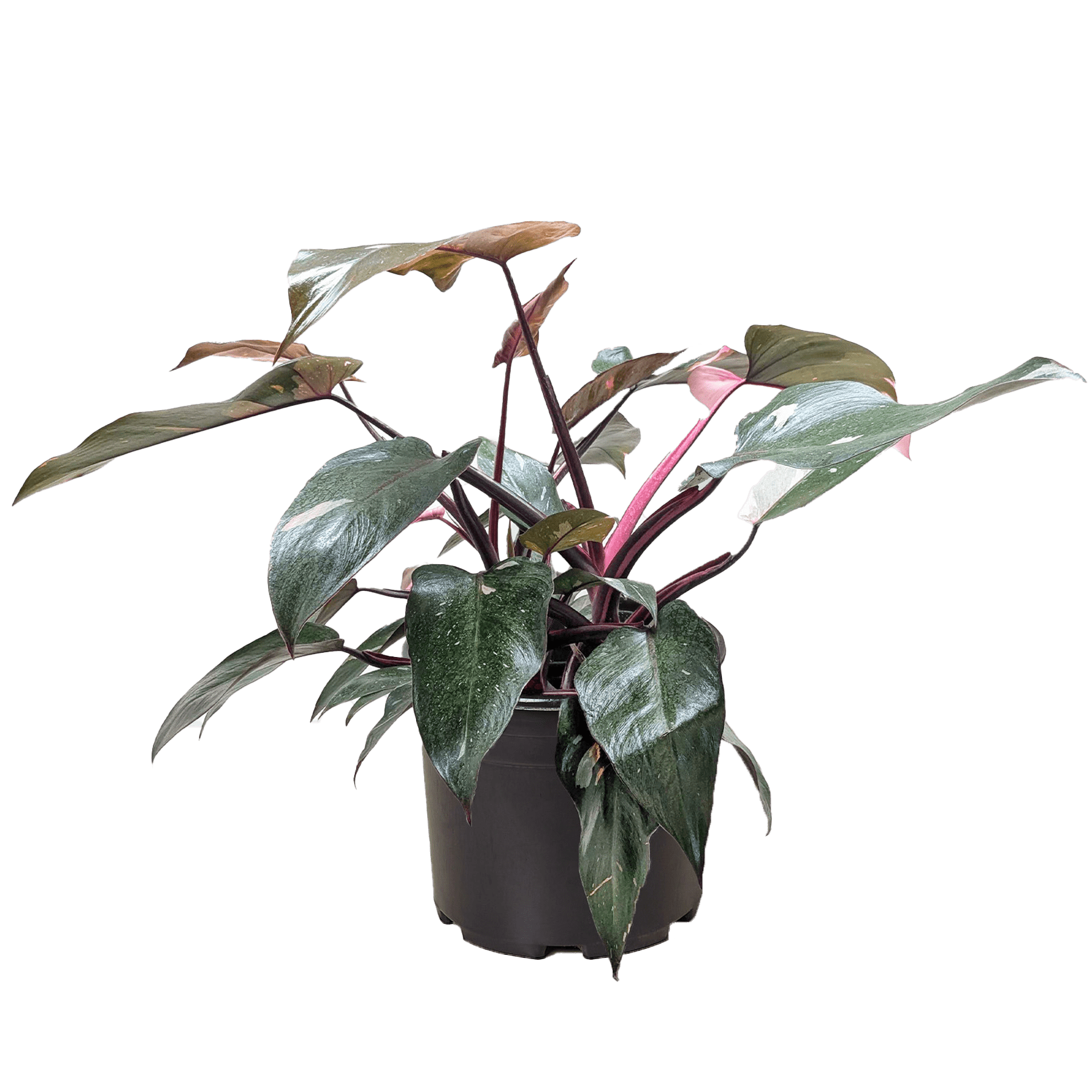 Philodendron &