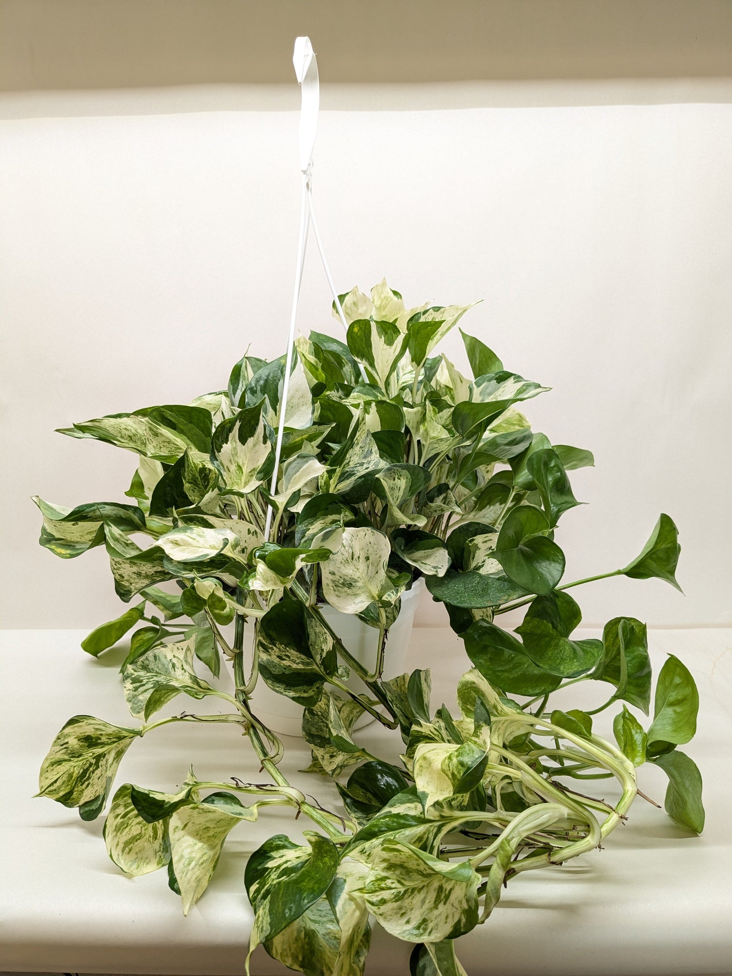 Pothos Manjula - Ethereal Company