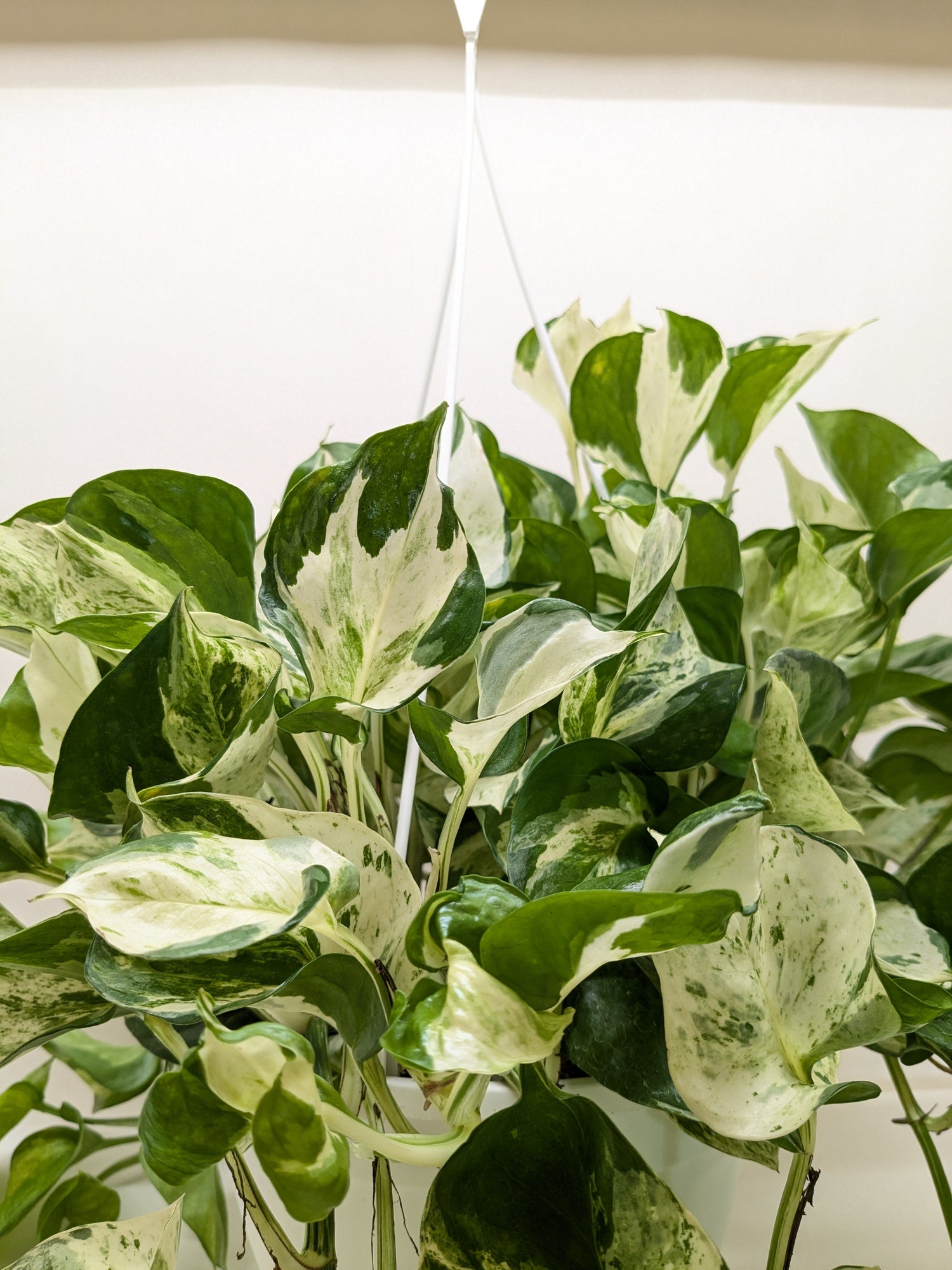 Pothos Manjula - Ethereal Company