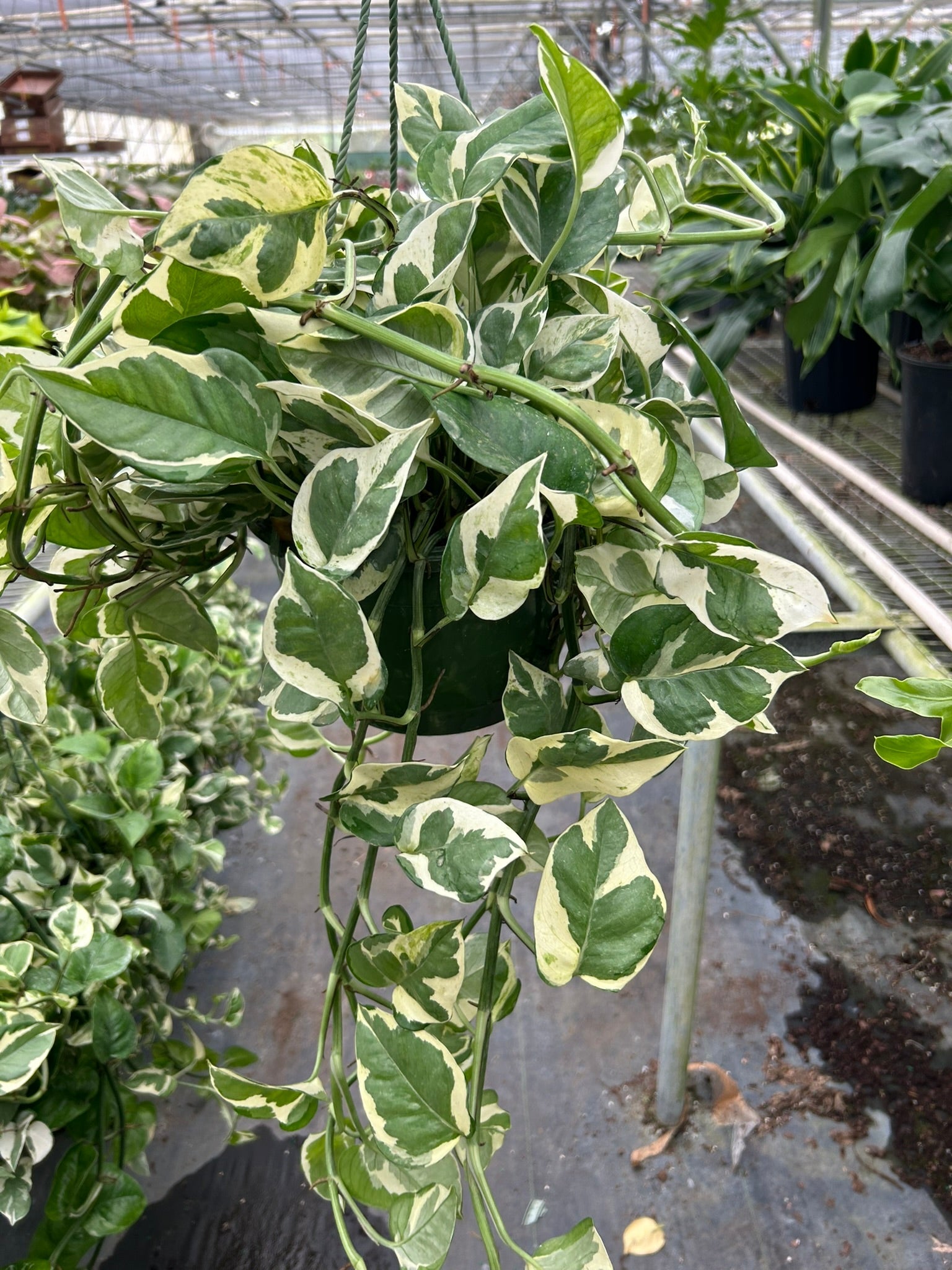 Pothos &