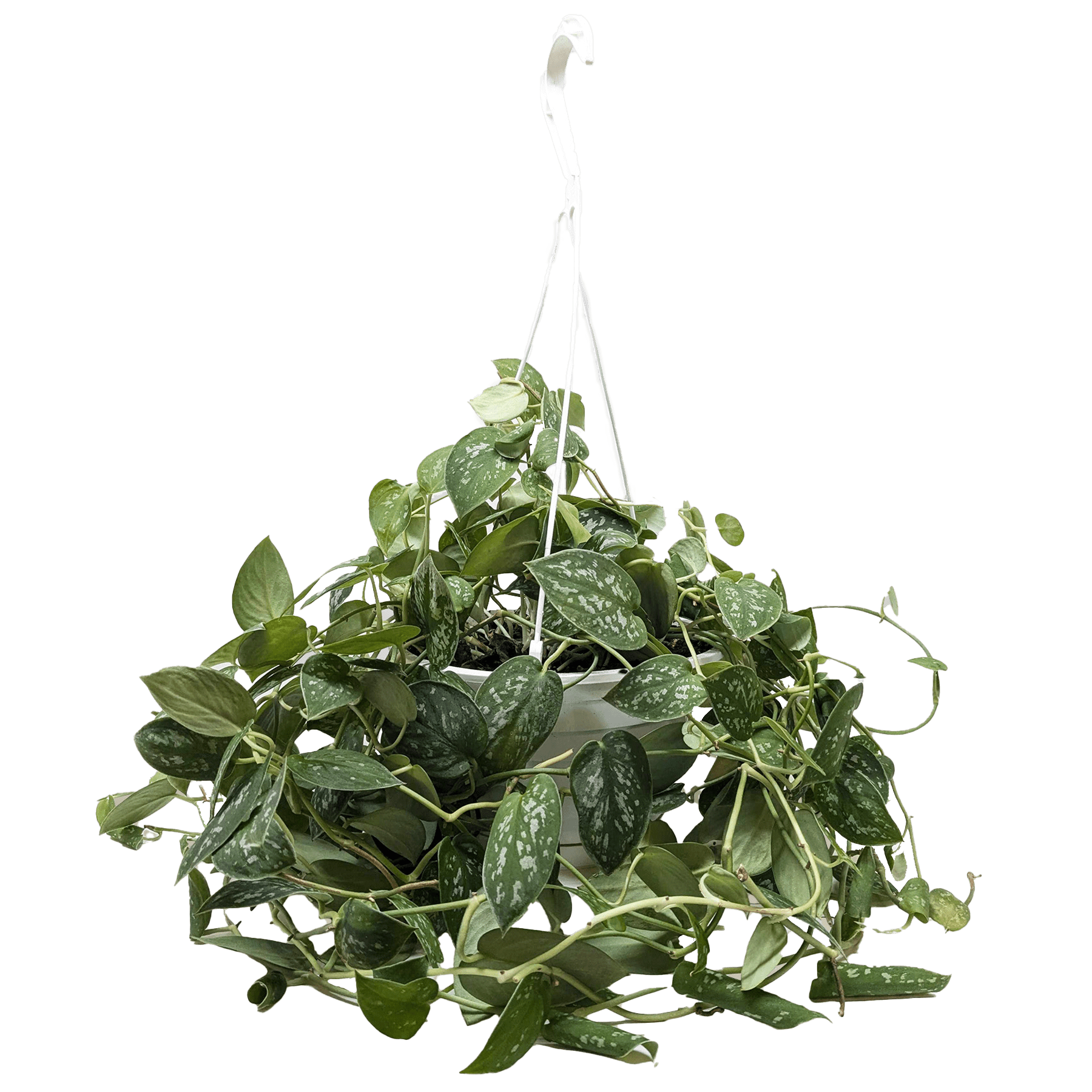 Pothos &
