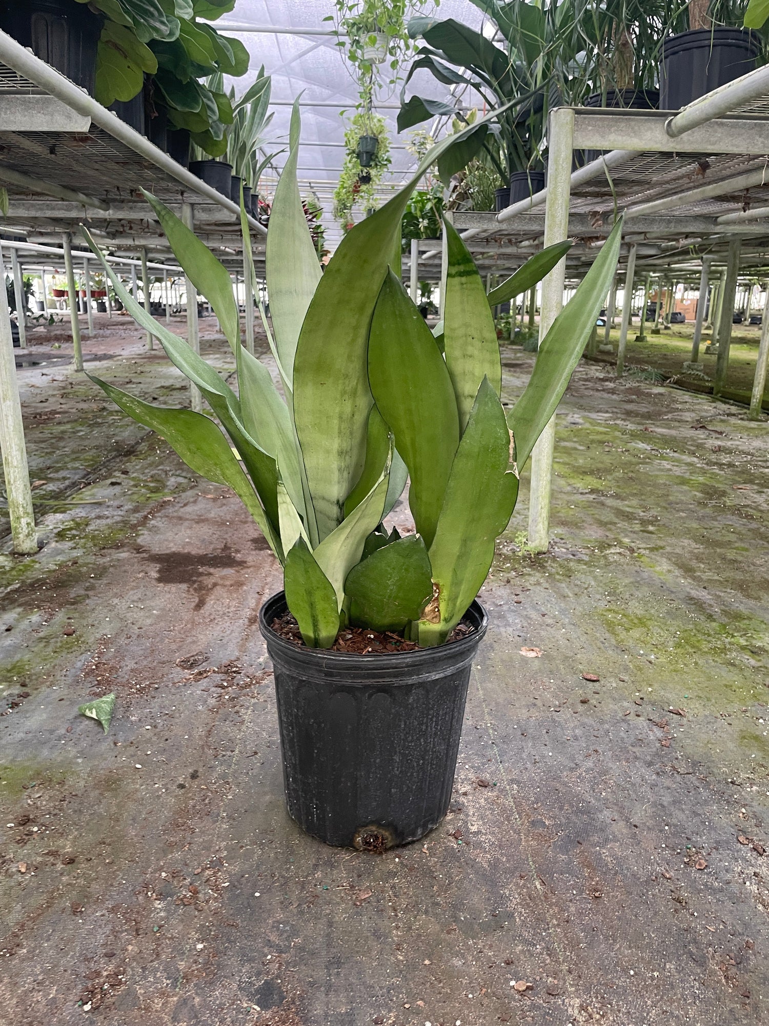 Snake Plant Moonshine - Ethereal CompanyIndoor Plants