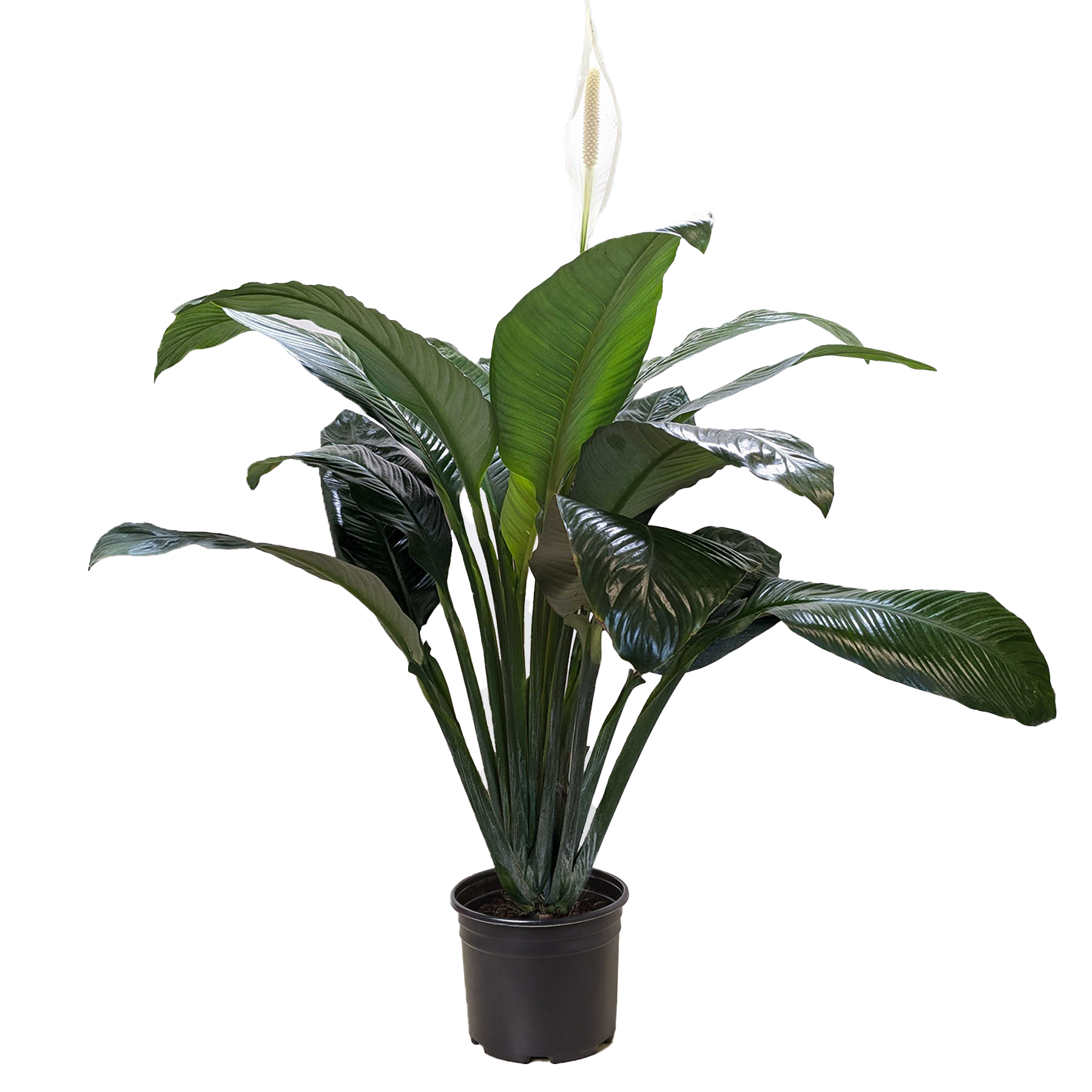 Spathiphyllum &