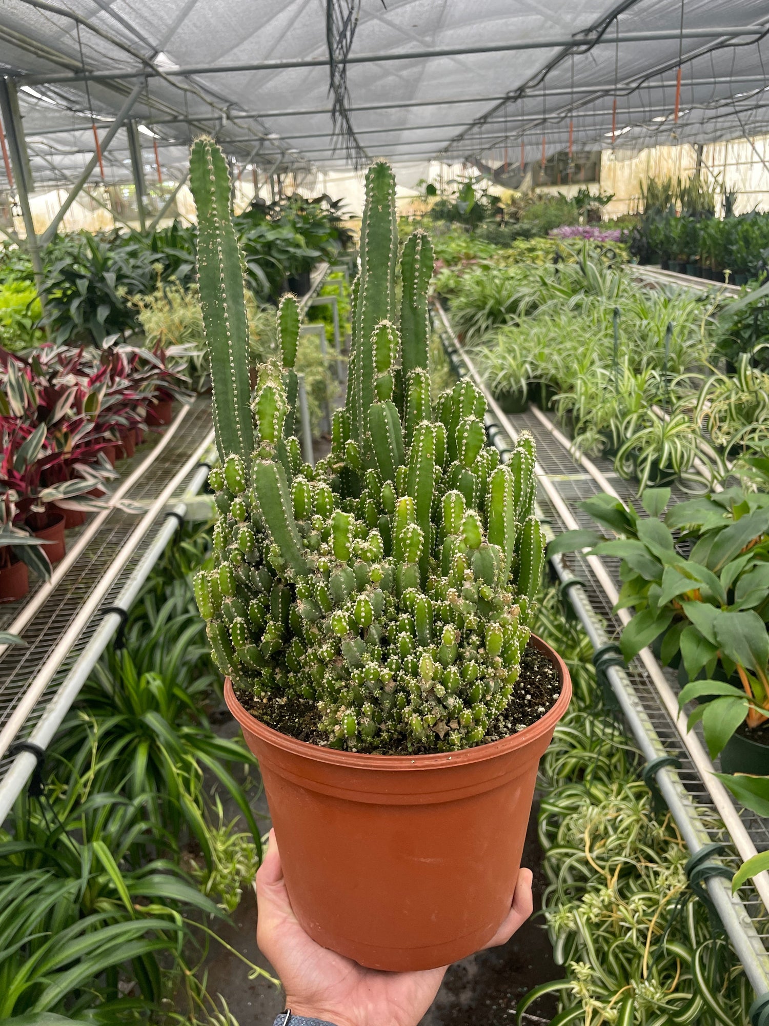 Fairy Castle Cactus - Ethereal Company-Succulent