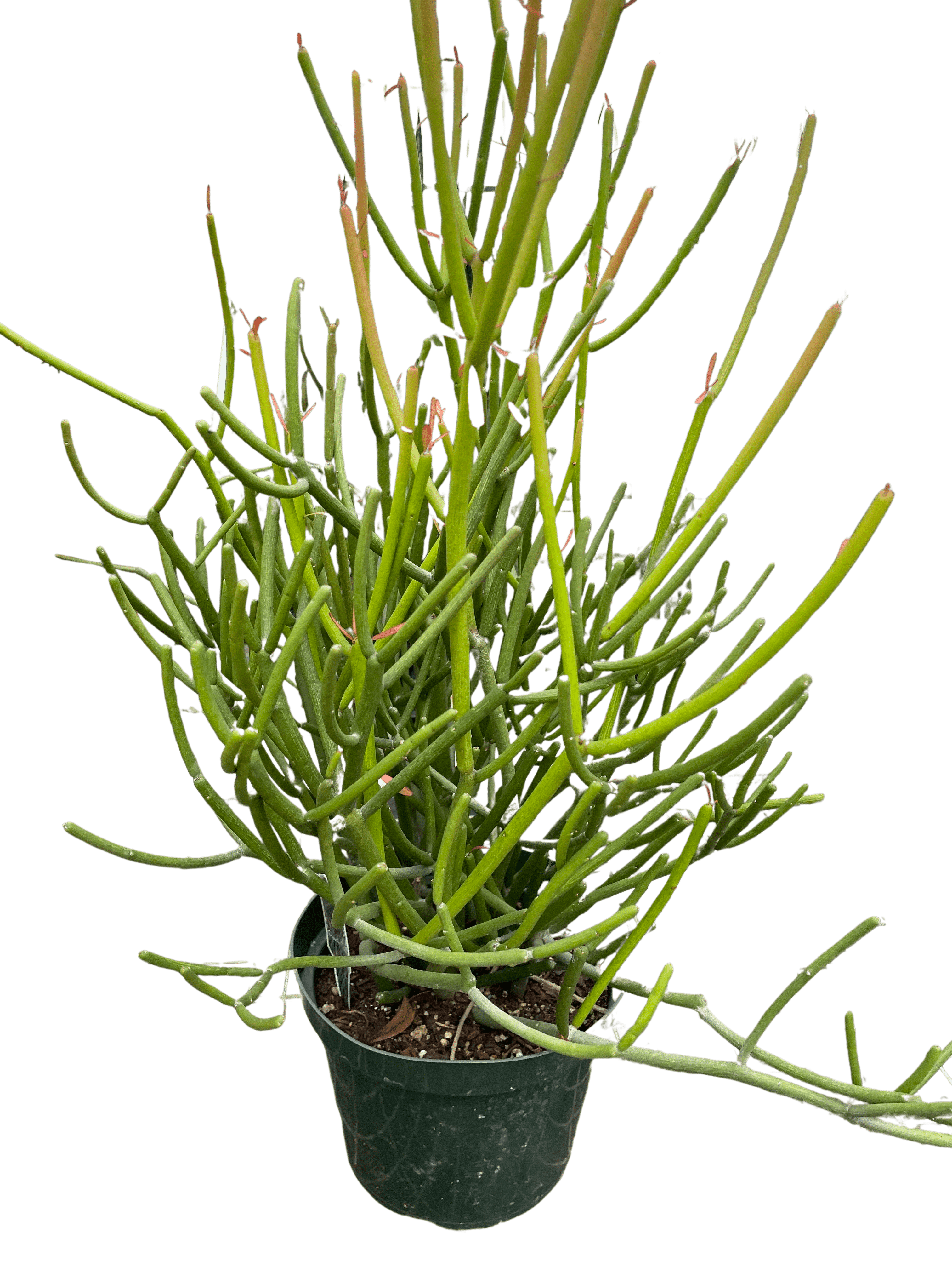 Euphorbia &