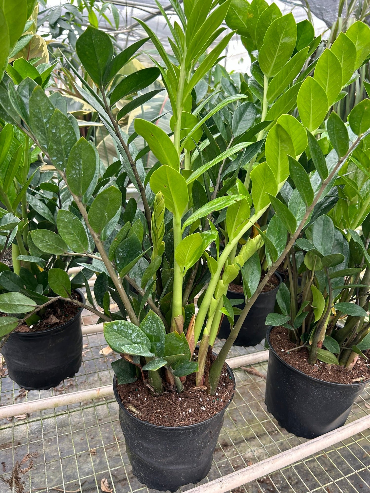 Zamioculcas Zamiifolia ZZ - Ethereal Company-Default