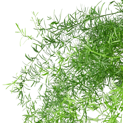 Fern &