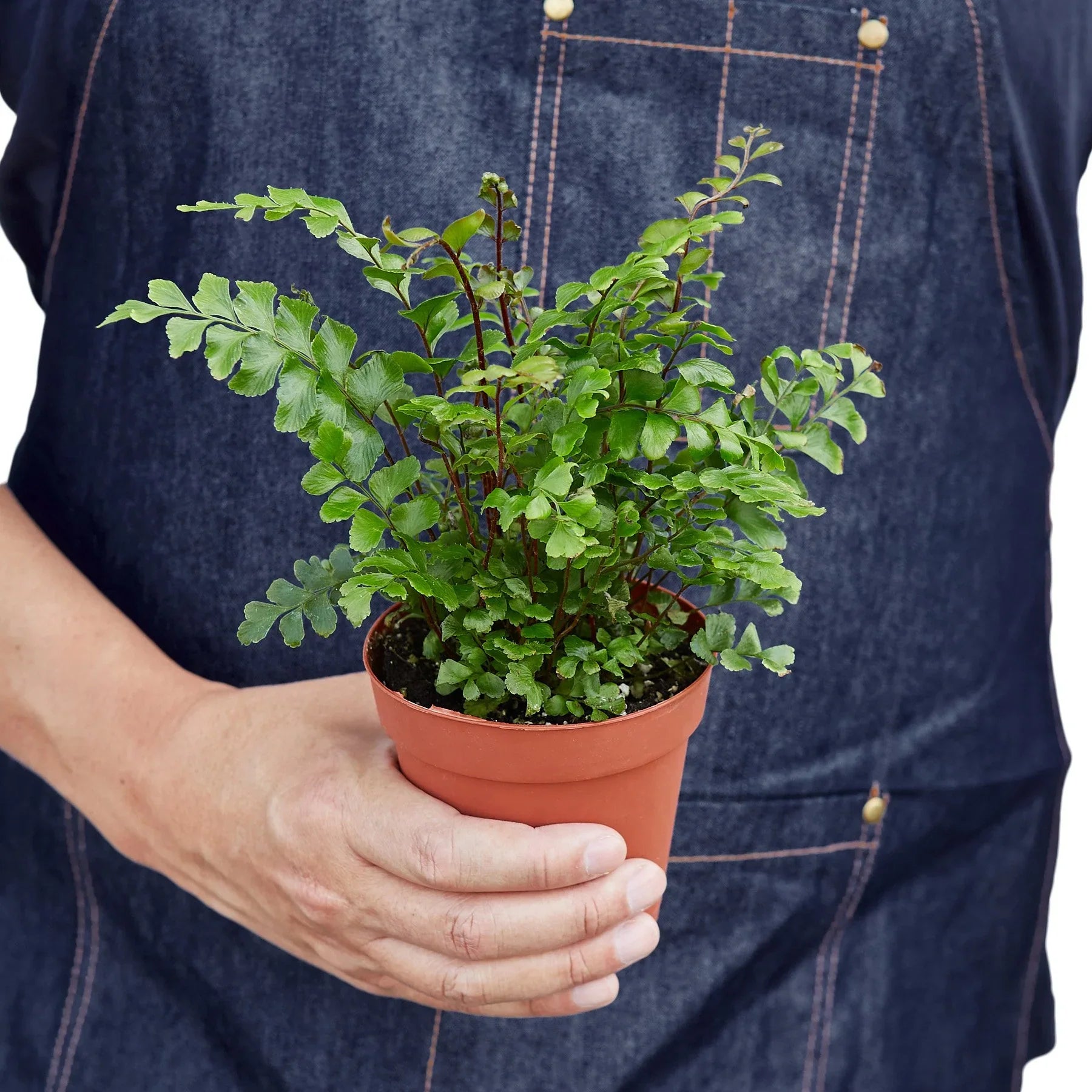 Mahogany Fern - Ethereal Company-Indoor Plants