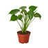 Philodendron Monstera Split-Leaf - Ethereal Company-4" Plant