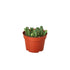 Lifesaver Cactus - Ethereal Company-Succulent