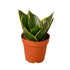 Snake Plant Emerald Star - Ethereal Company-4" Plant