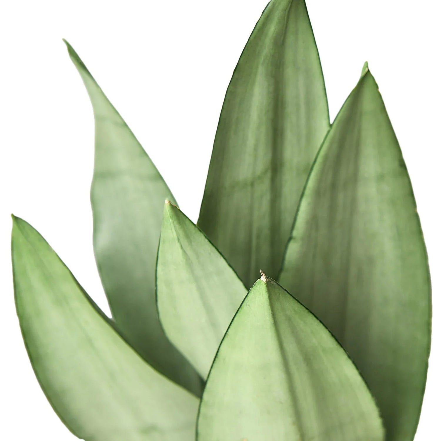 Snake Plant Moonshine - Ethereal CompanyIndoor Plants