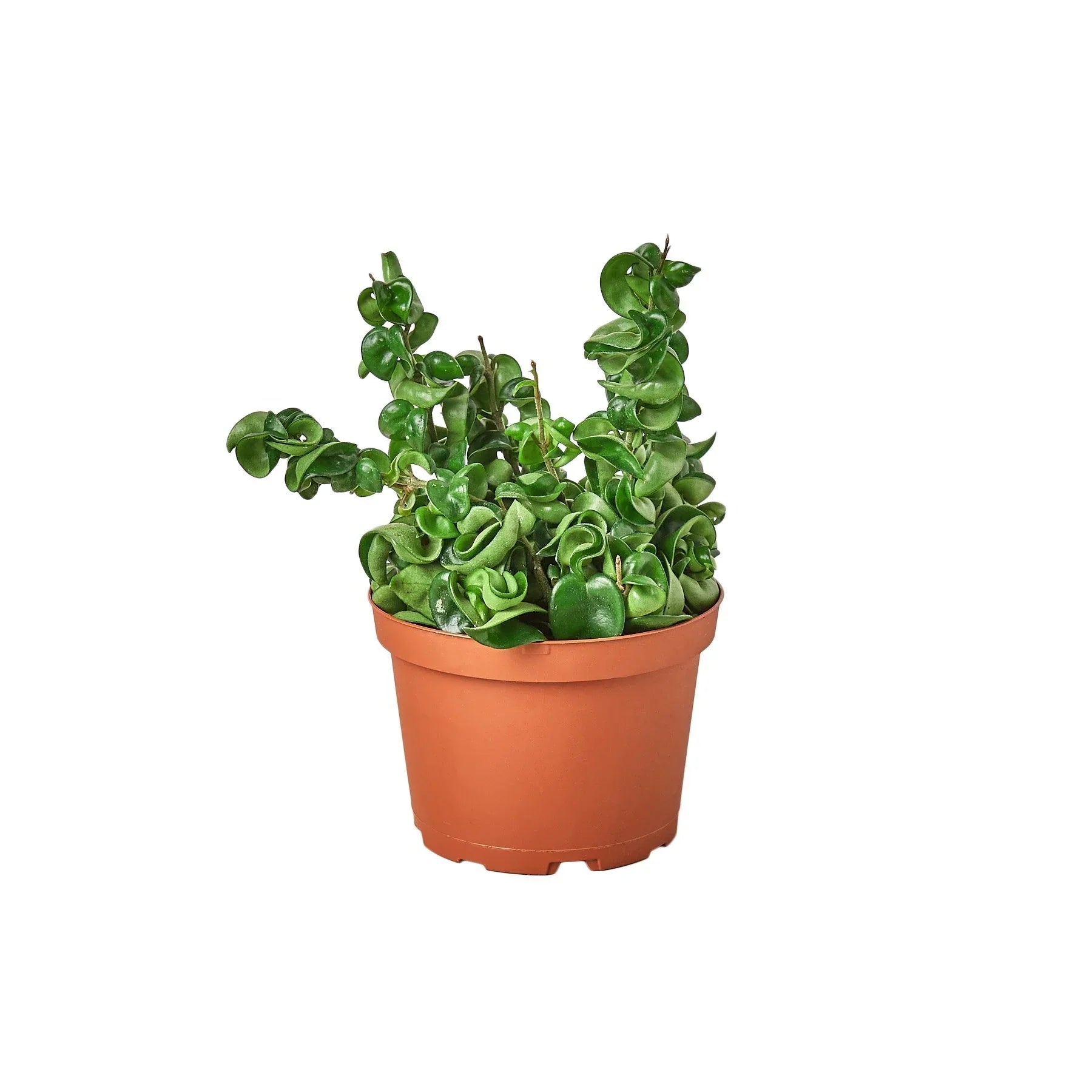 Hoya Rope Plant - Ethereal Company-4" Plant