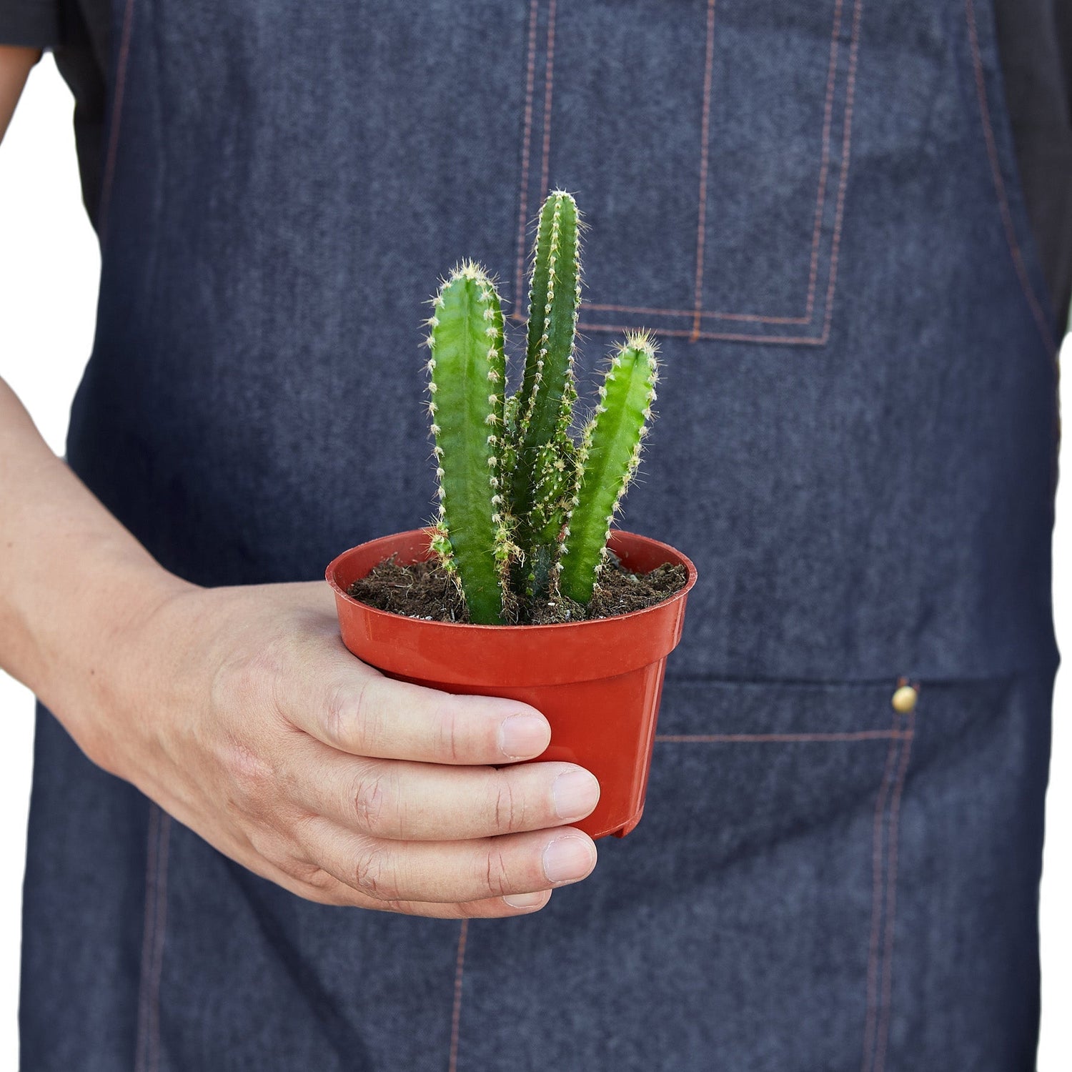 Fairy Castle Cactus - Ethereal Company-Succulent