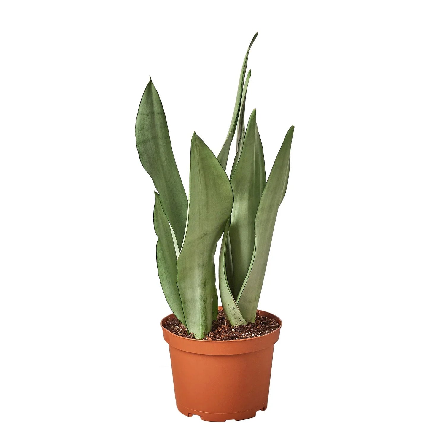 Snake Plant Moonshine - Ethereal CompanyIndoor Plants