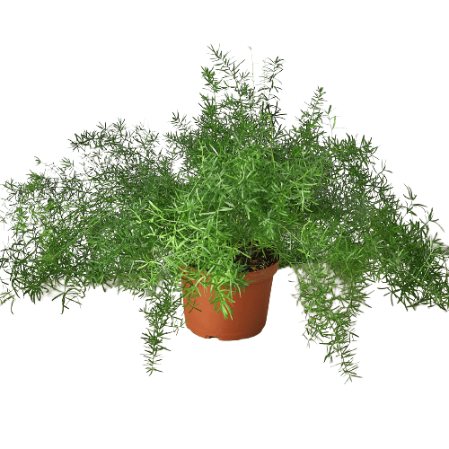 Fern &