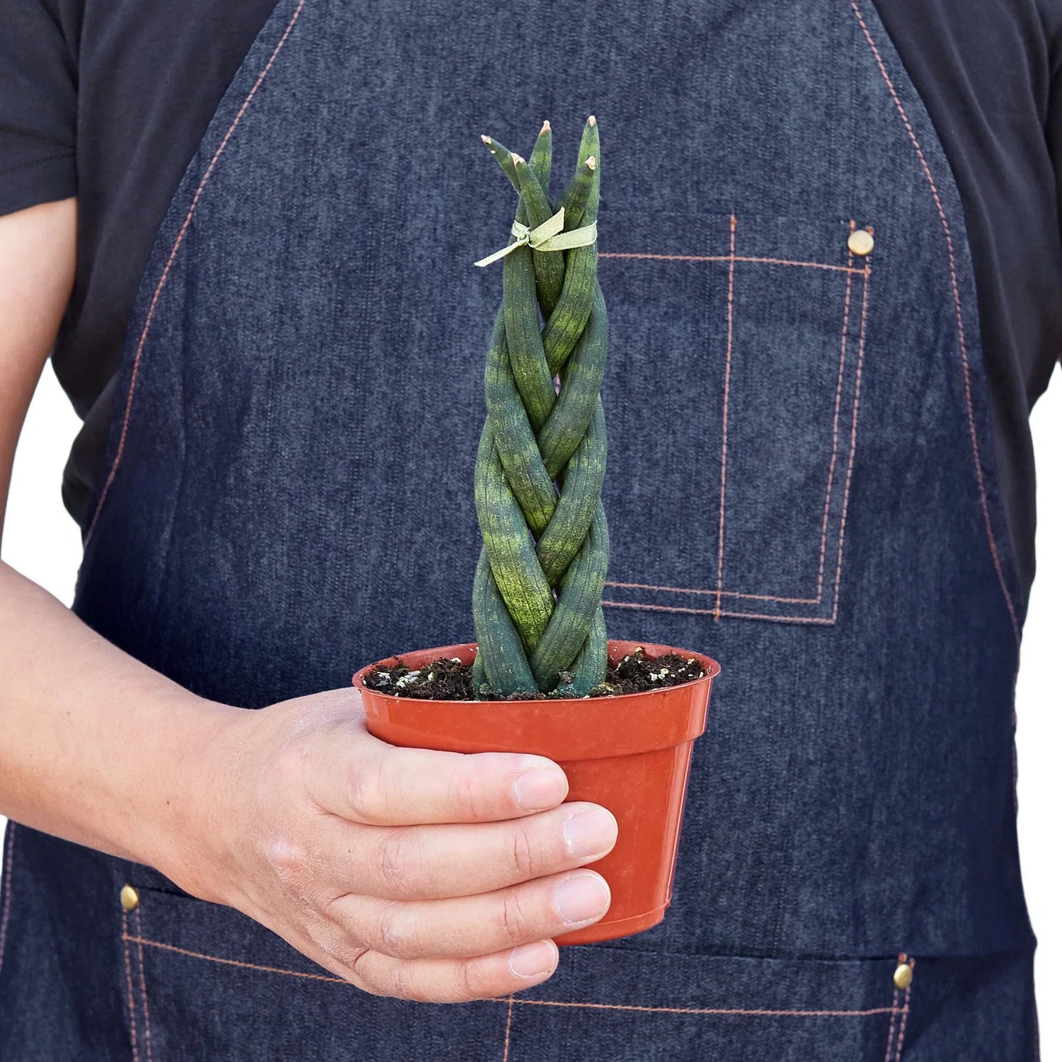 Snake Plant Braided - Ethereal Company4" Plant