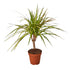 Dracaena Marginata &