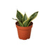 Snake Plant Laurentii Dwarf - Ethereal Company-Indoor Plants
