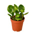 Peperomia Thailand - Ethereal CompanyIndoor Plants