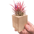 Tillandsia Air Plant Ionantha in Magnetic Wood Planter - Ethereal Company-Air PLants