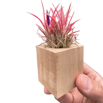 Tillandsia Air Plant Ionantha in Magnetic Wood Planter - Ethereal Company-Air PLants